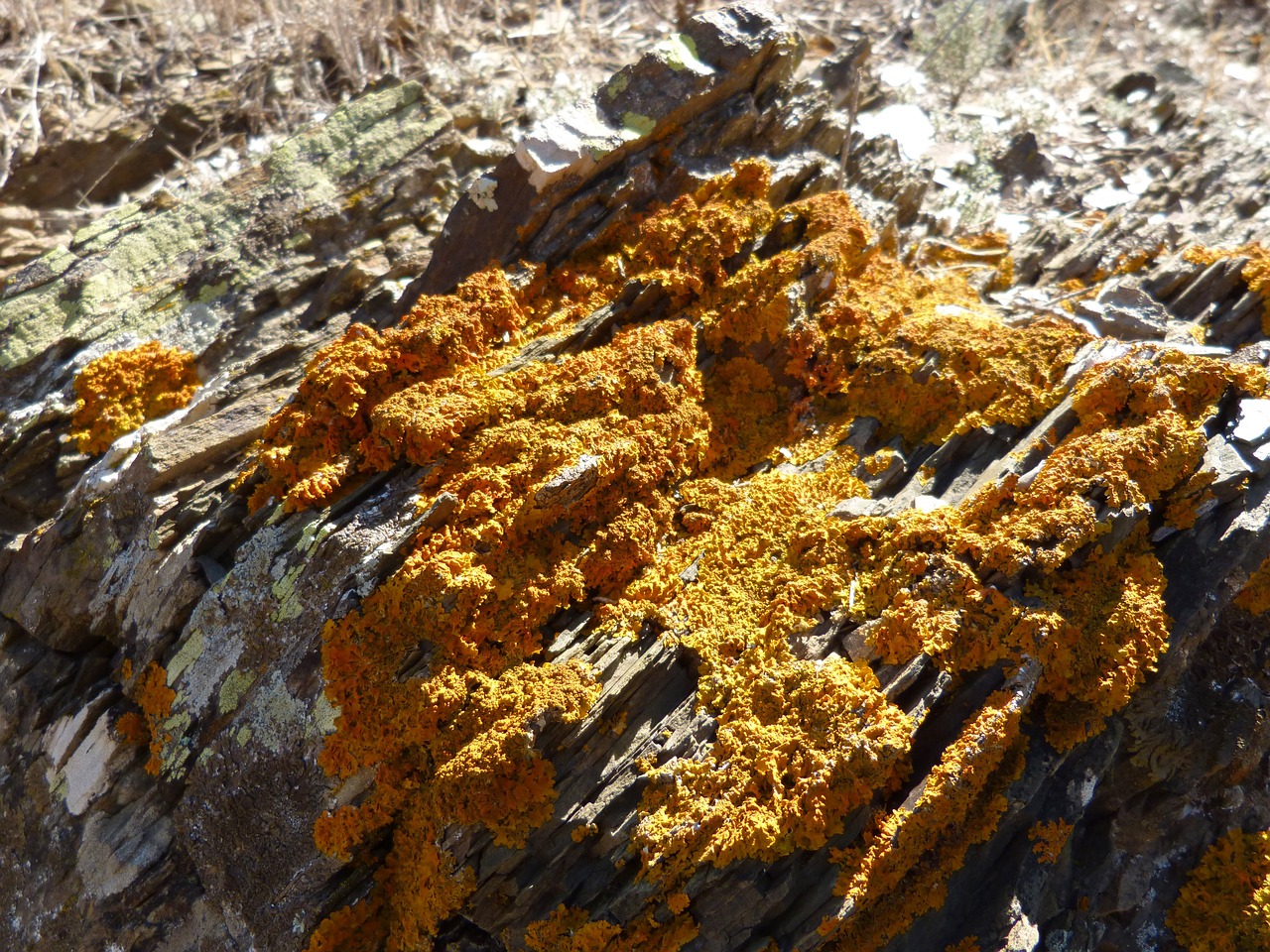 rock lichens orange free photo