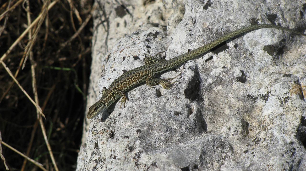 rock lizard dry free photo