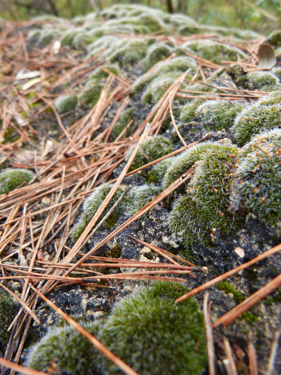 rock lichen moss free photo