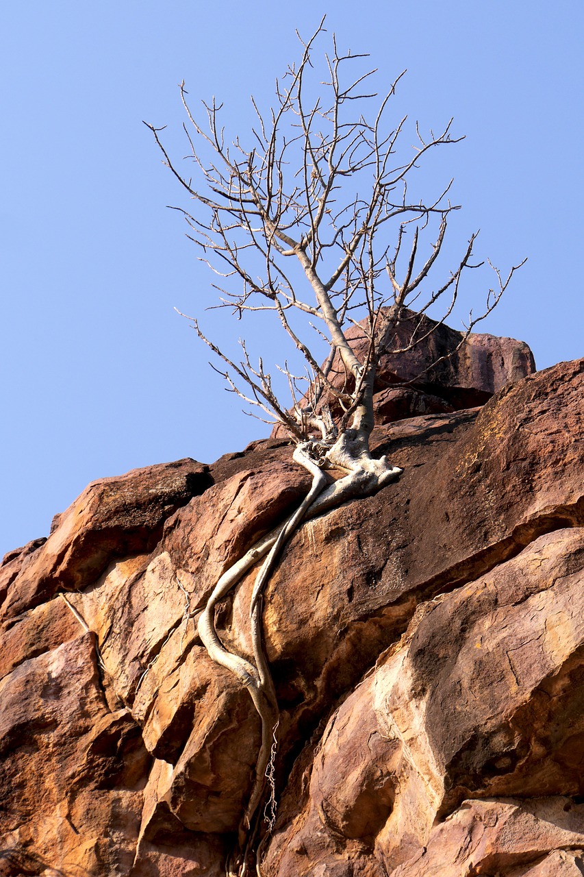 rock tree than life artist free photo