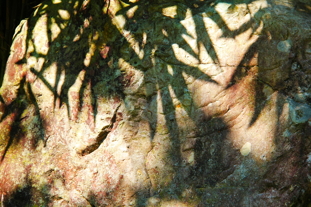 rock silhouette leaves free photo