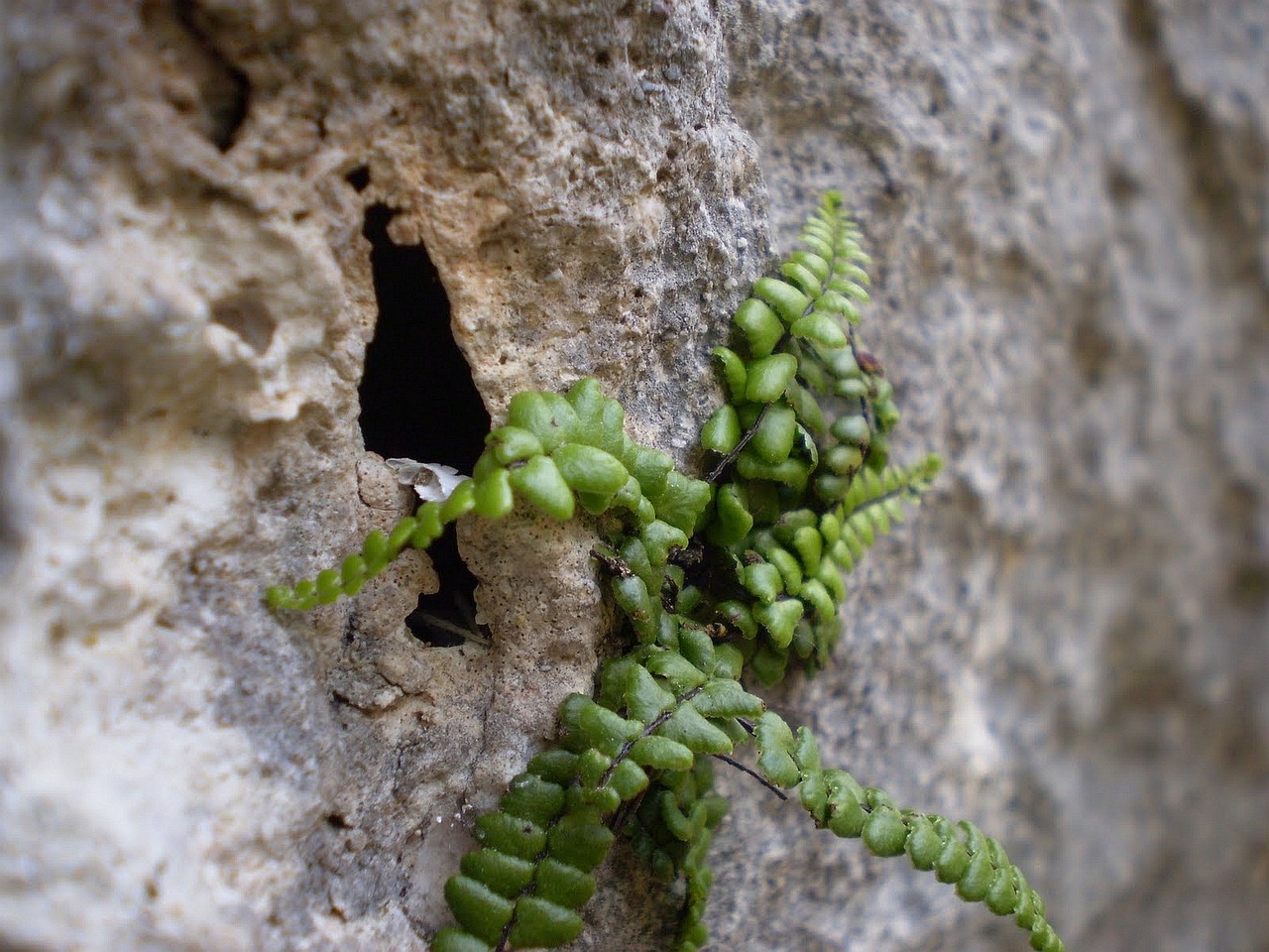 rock plant green free photo