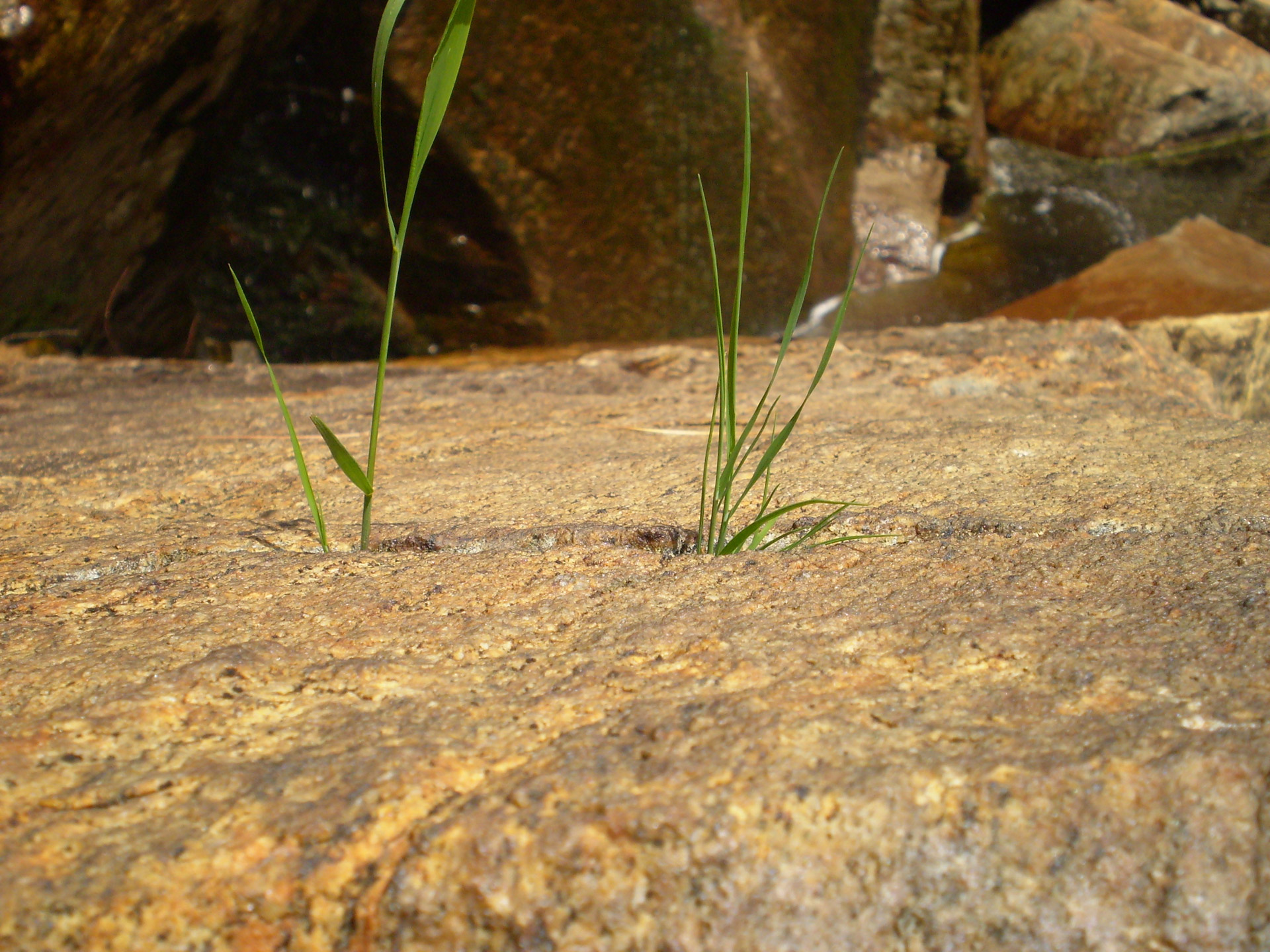 grass spring grow free photo