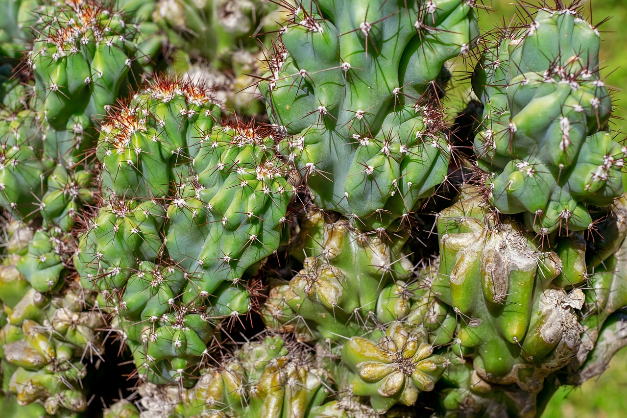 rock cactus  cereus mill  cactus free photo