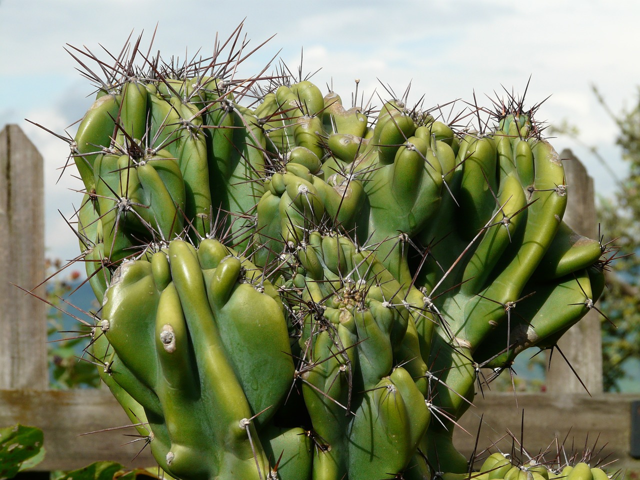 rock cactus cereus peruvianus monstrosus cereus free photo