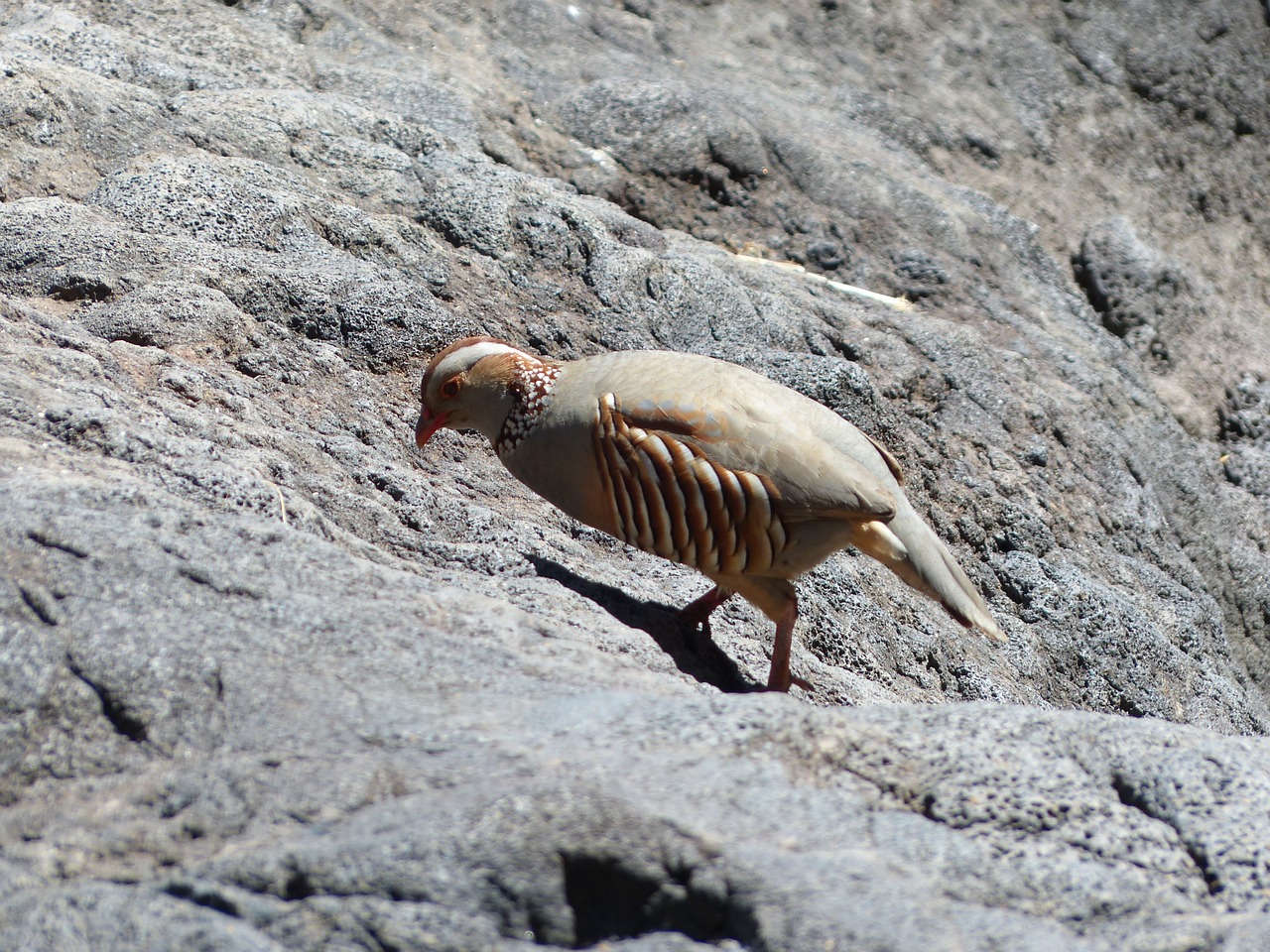 rock chicken bird chicken free photo