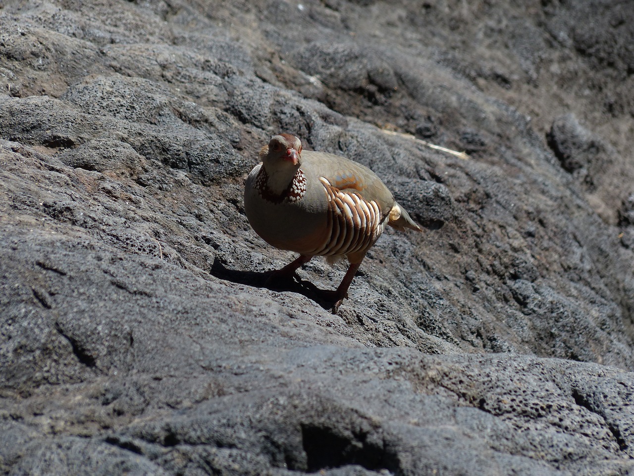 rock chicken bird chicken free photo