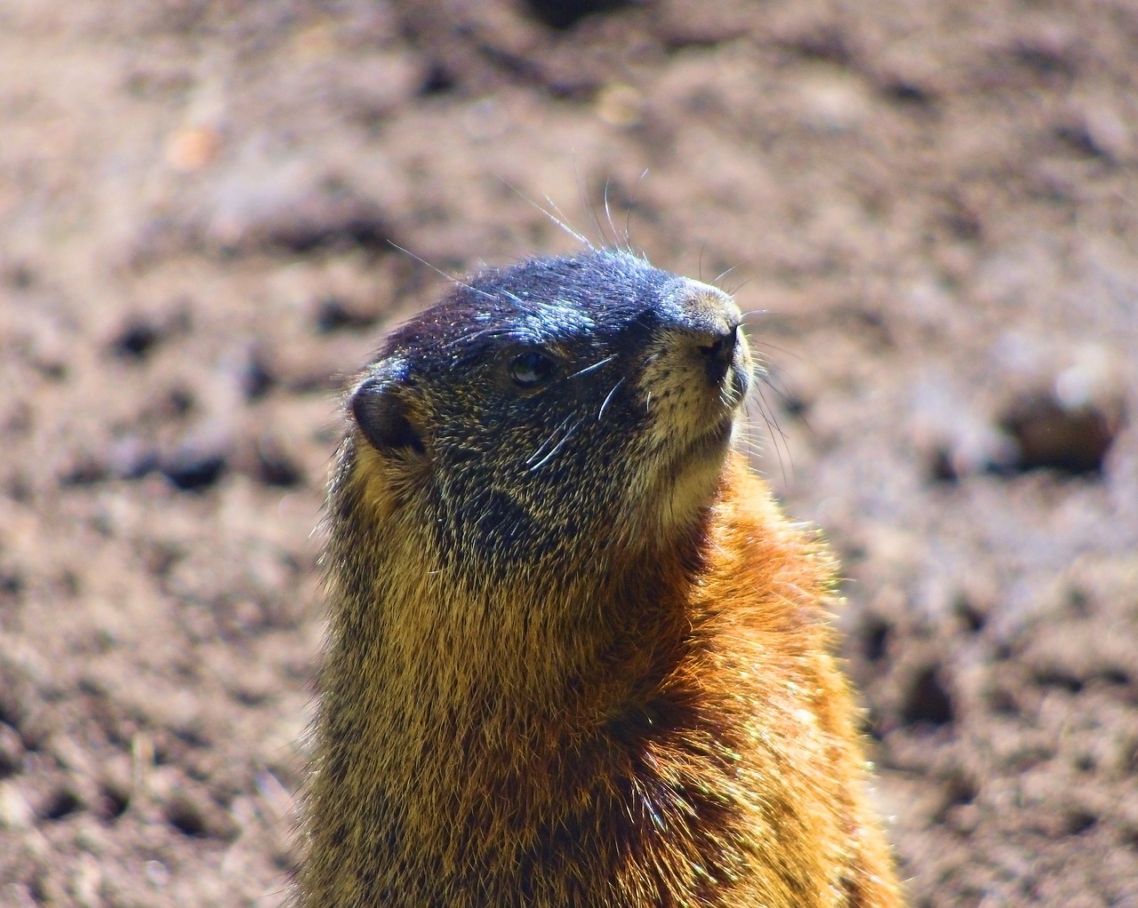 rock chuck  yellow-bellied marmot  animal free photo