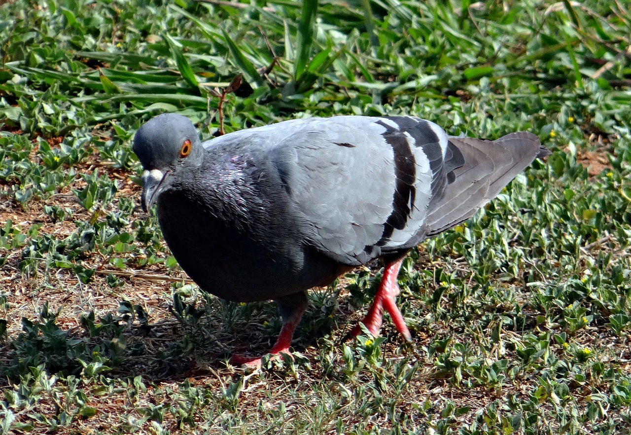 rock dove bird columba livia free photo