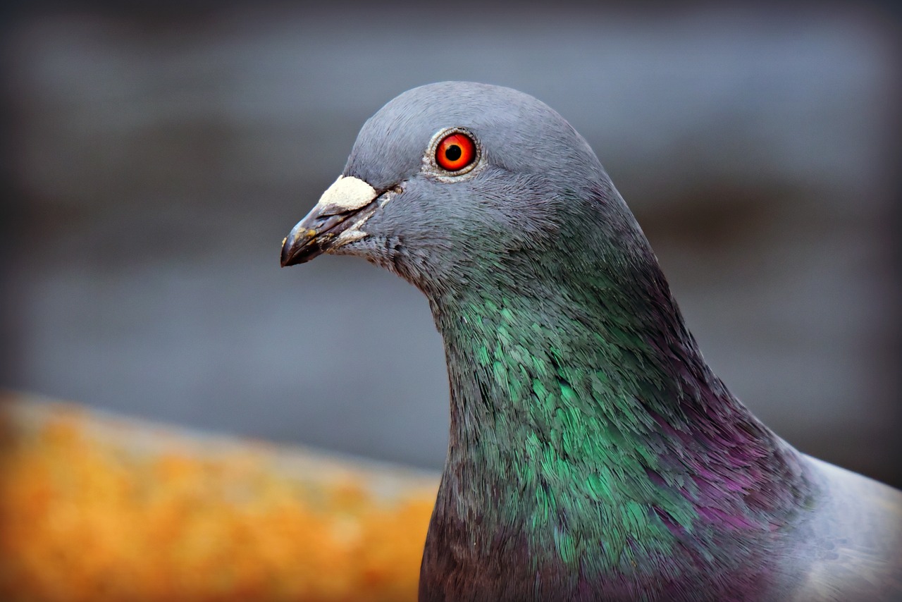 rock dove  pigeon  bird free photo