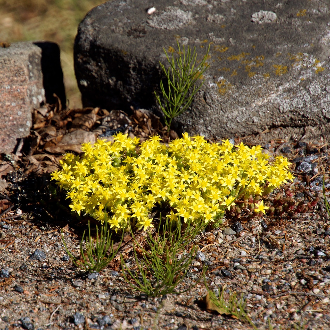 rock flower yellow tussock small yellow flowers free photo