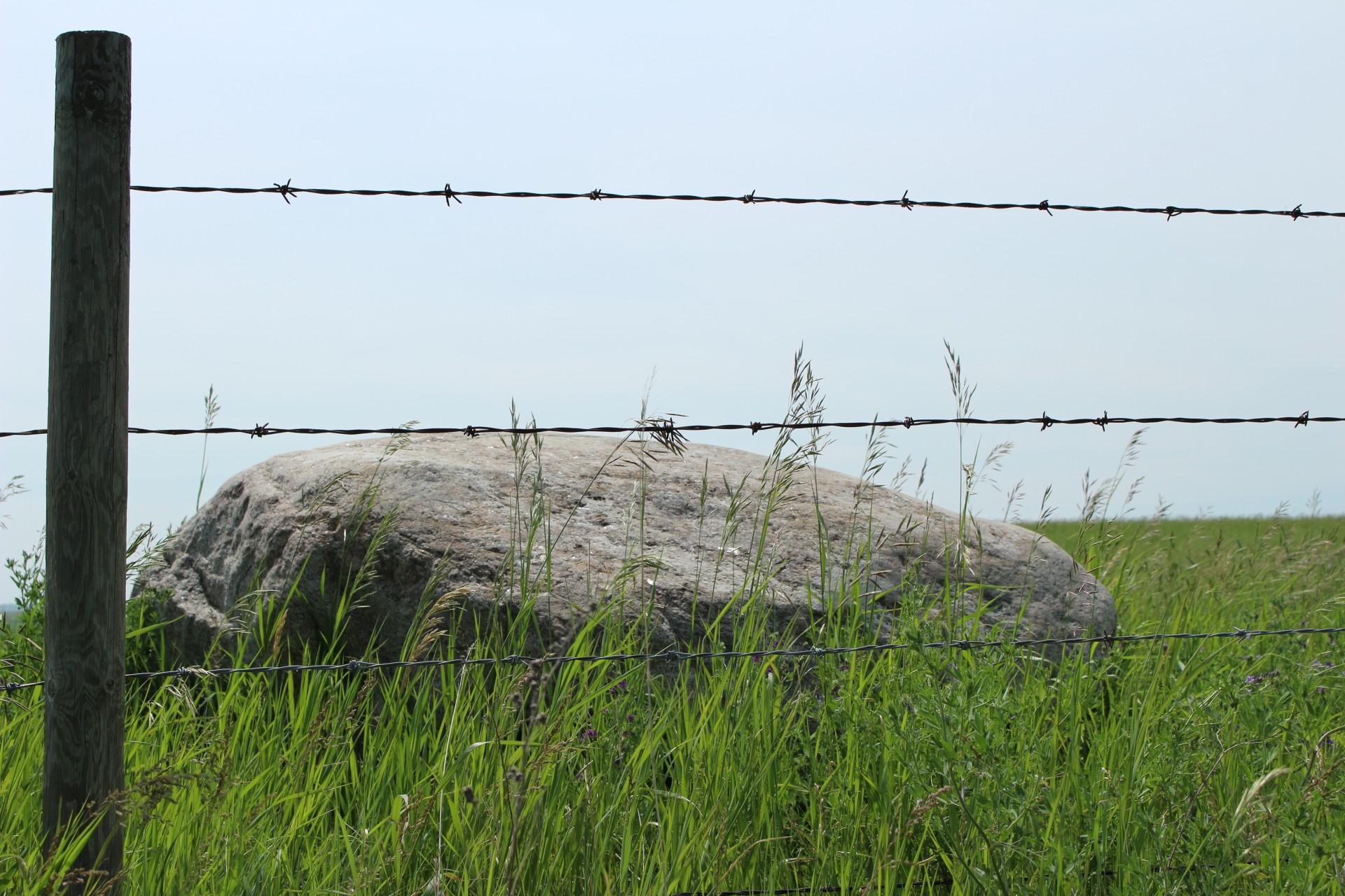 rock grass barbed free photo
