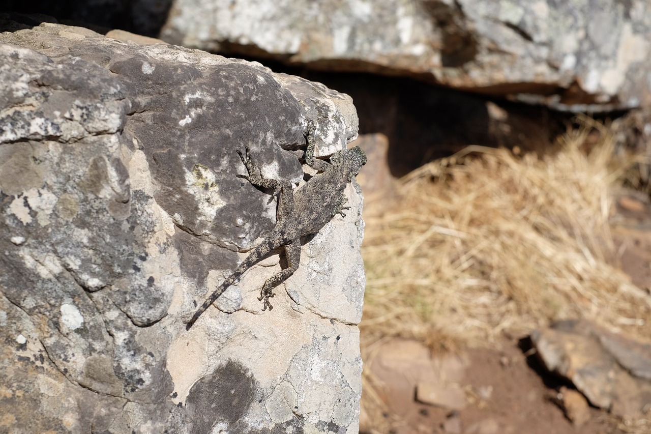 rock lizard basking lizard southern rock agama free photo