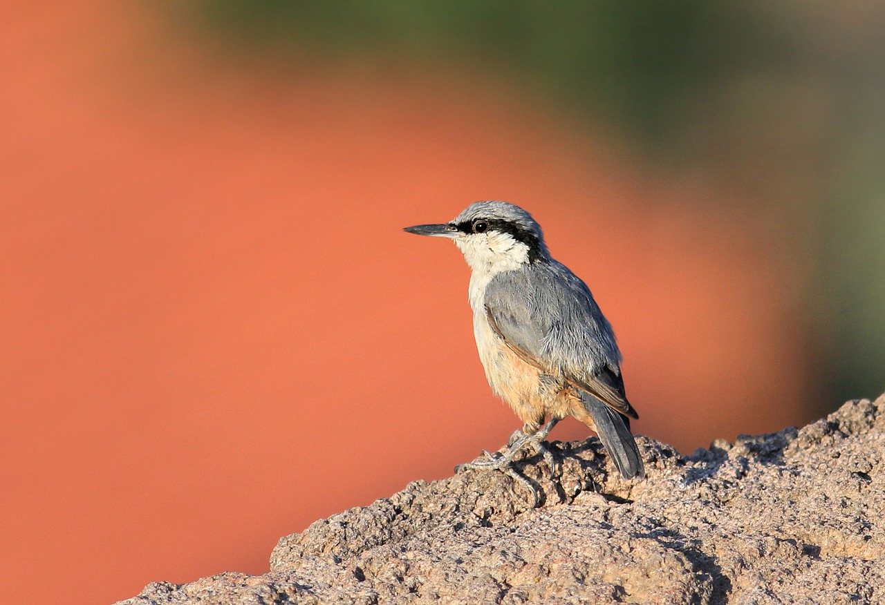 rock nuthatch plasterer nature free photo