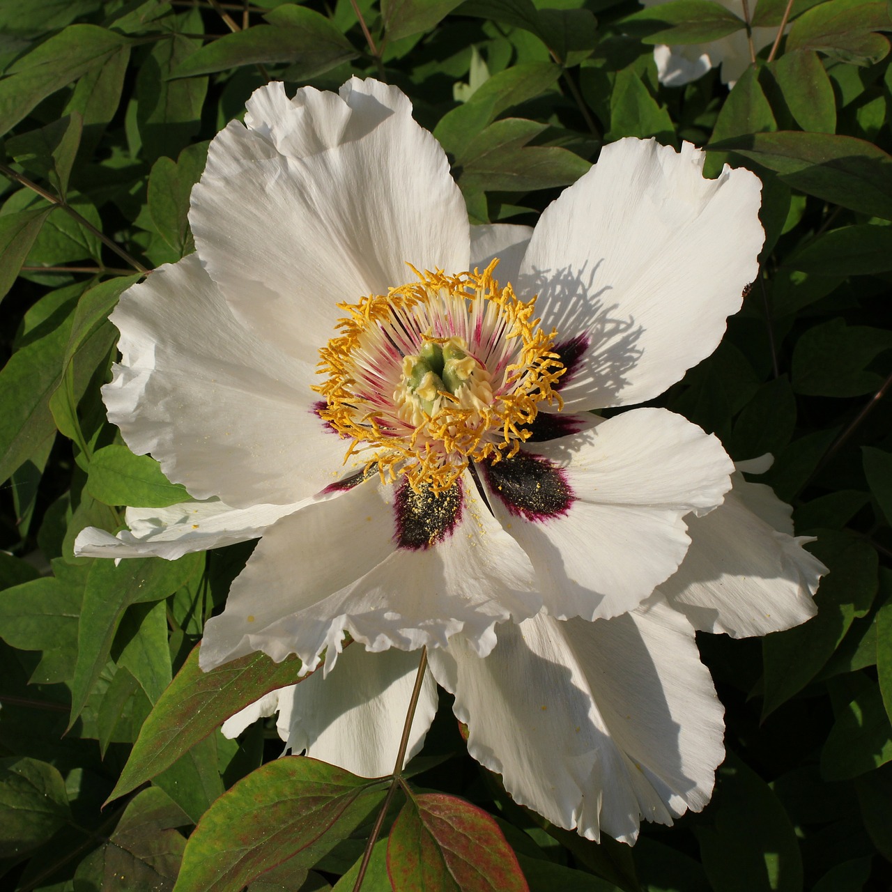 rock peony flower blooms free photo