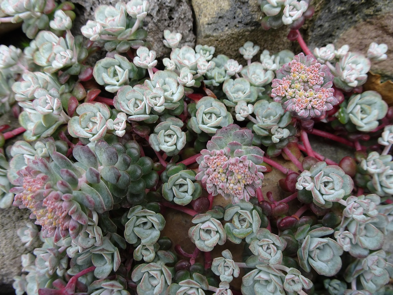 rock plant garden flourishes free photo