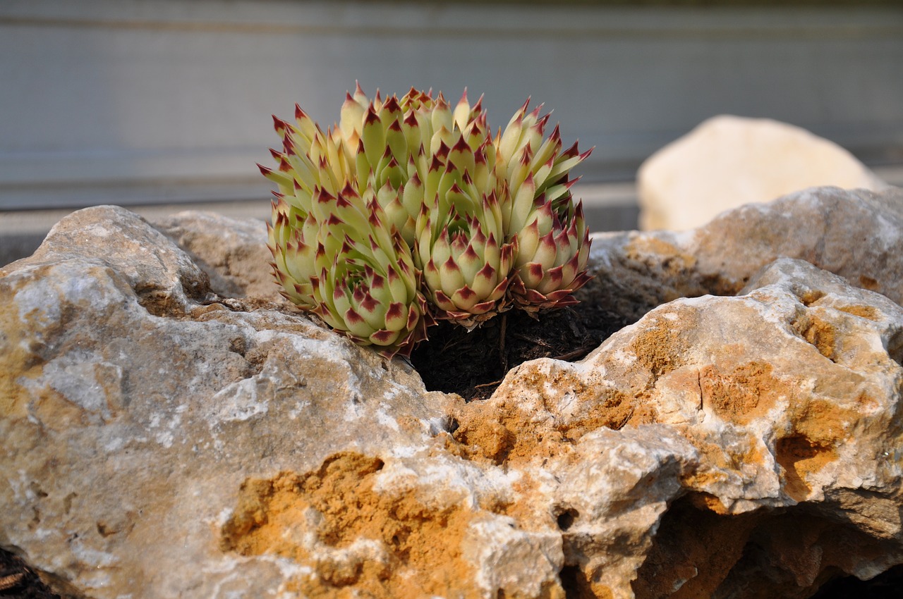 rock plant garden nature free photo