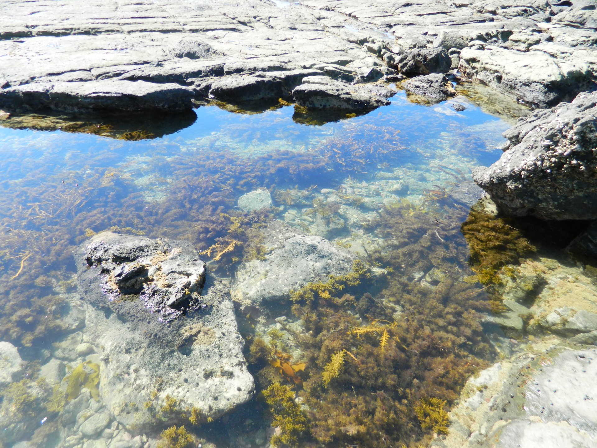 rock pool coast coastal free photo