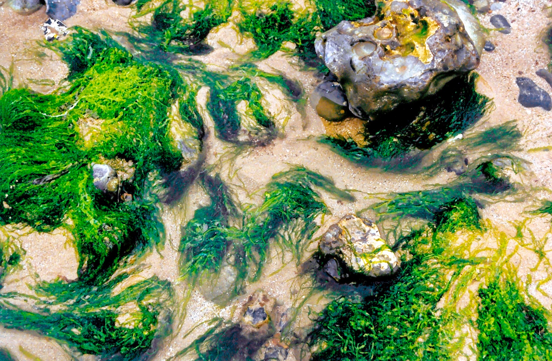 rock pool seaweed beach free photo