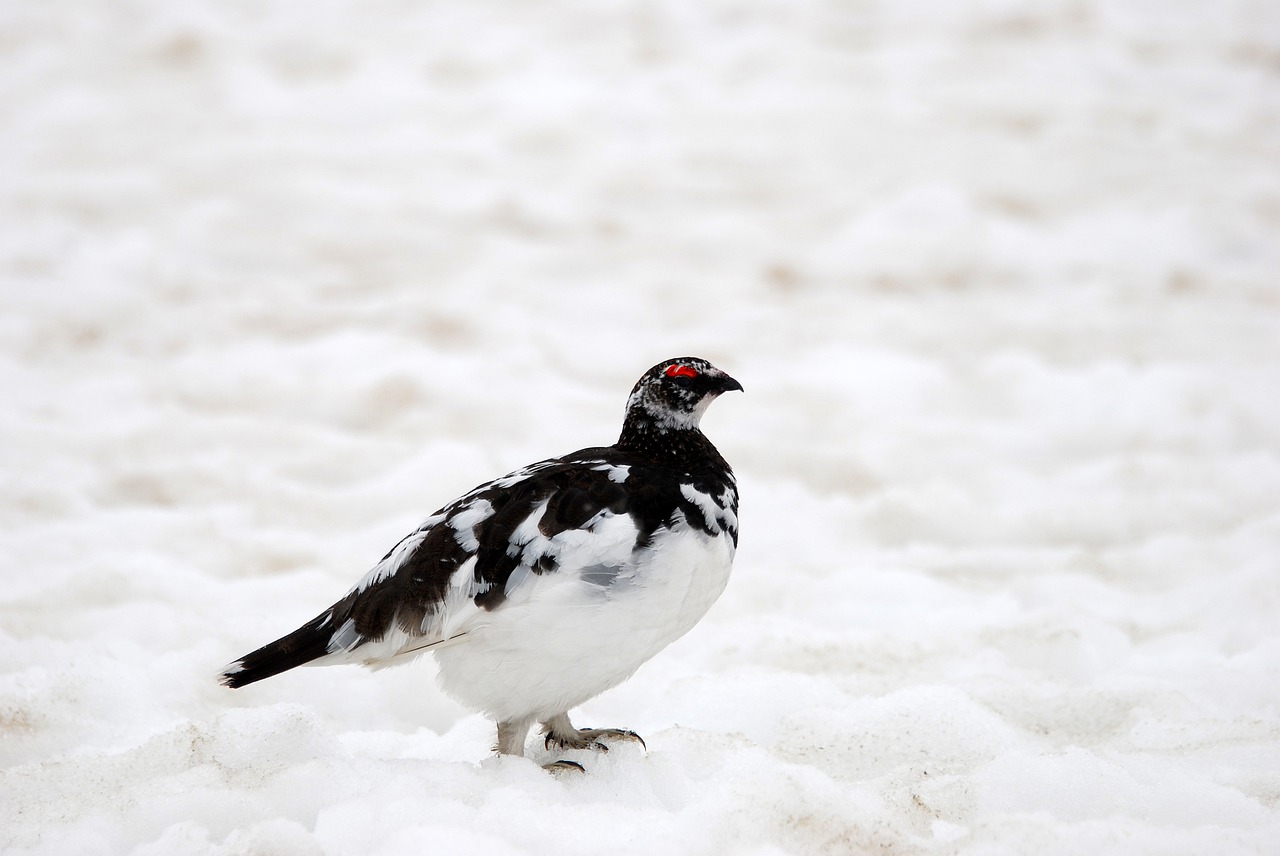 rock ptarmigan  ptarmigan  grouse free photo