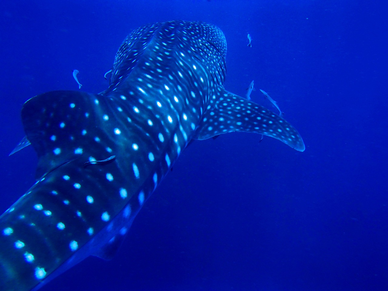 rock sail whale shark thailand free photo