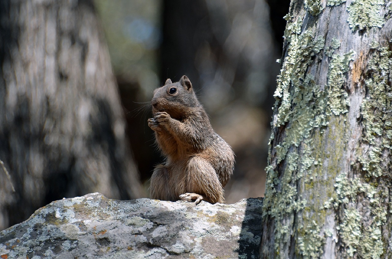 rock squirrel eating nut free photo