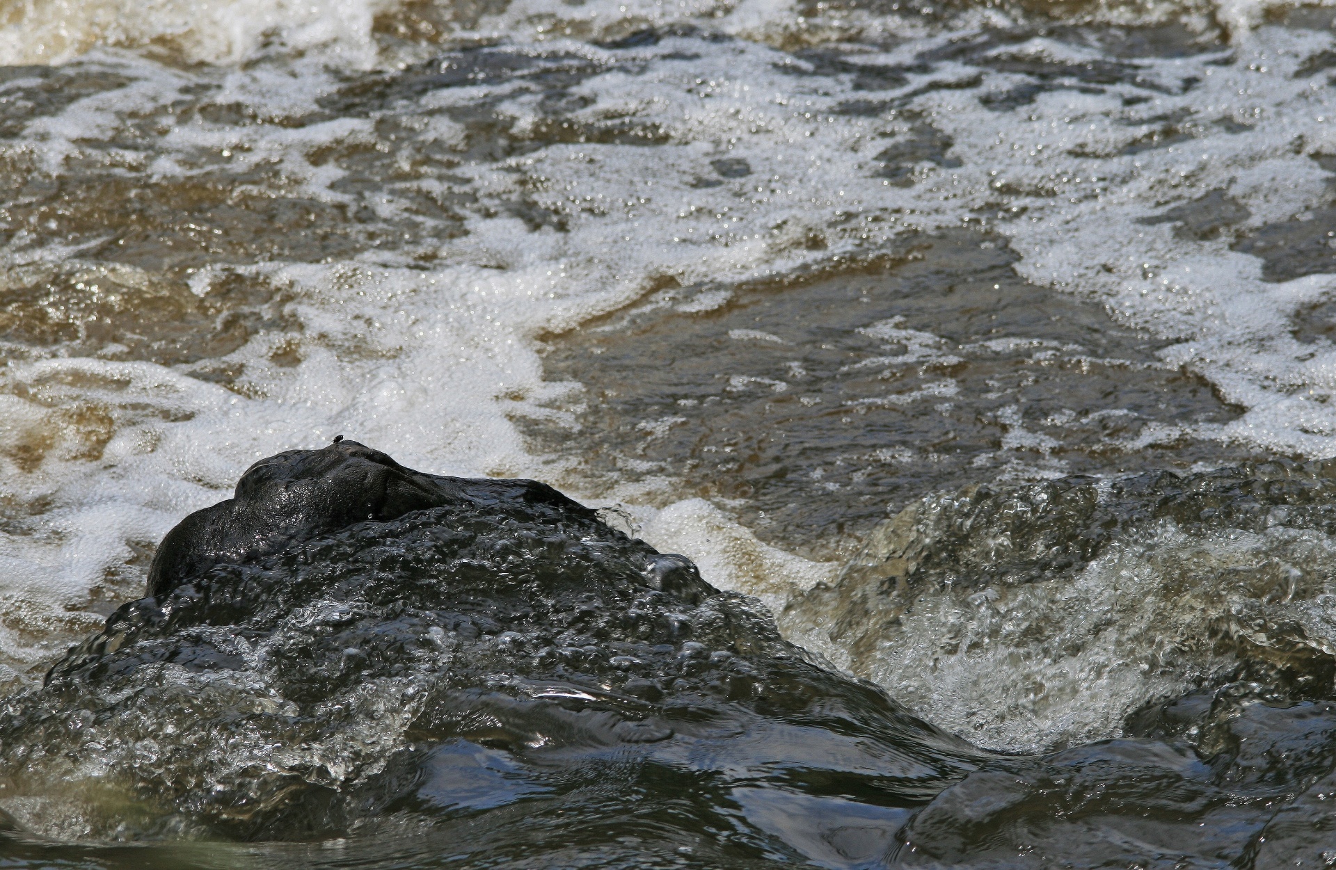 stream brook river free photo