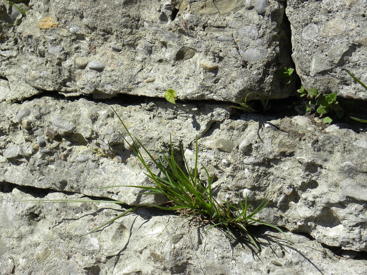 rock wall grass close-up free photo