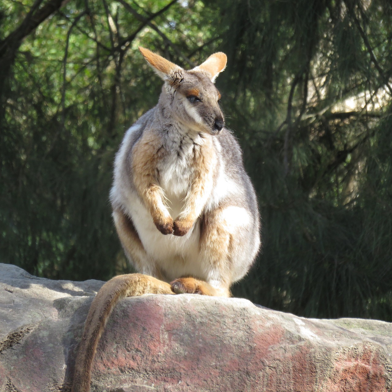 rock wallaby marsupial kangaroo free photo