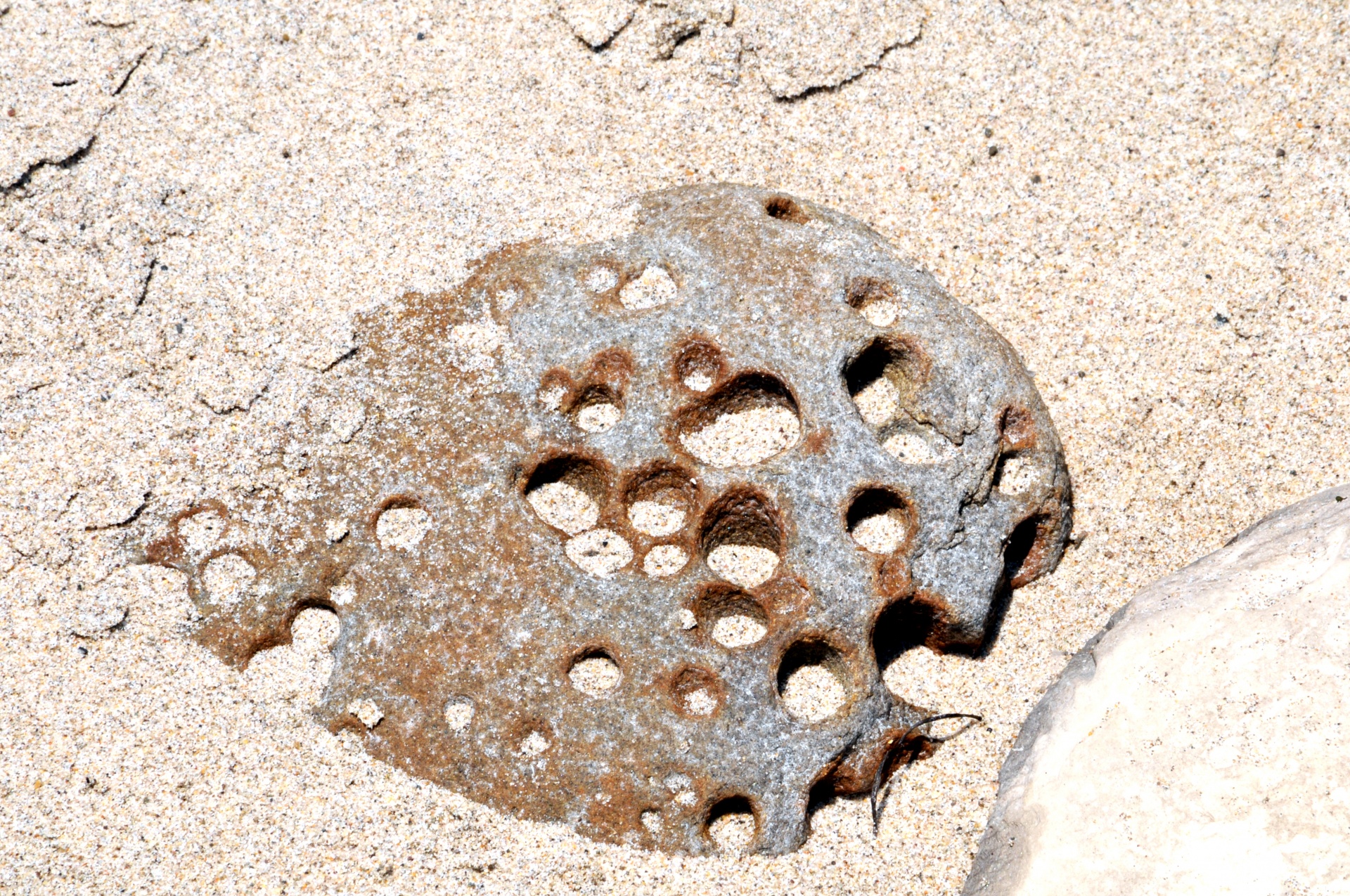 rock holes sea free photo