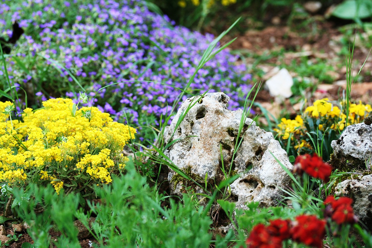 rockery flowers violet free photo