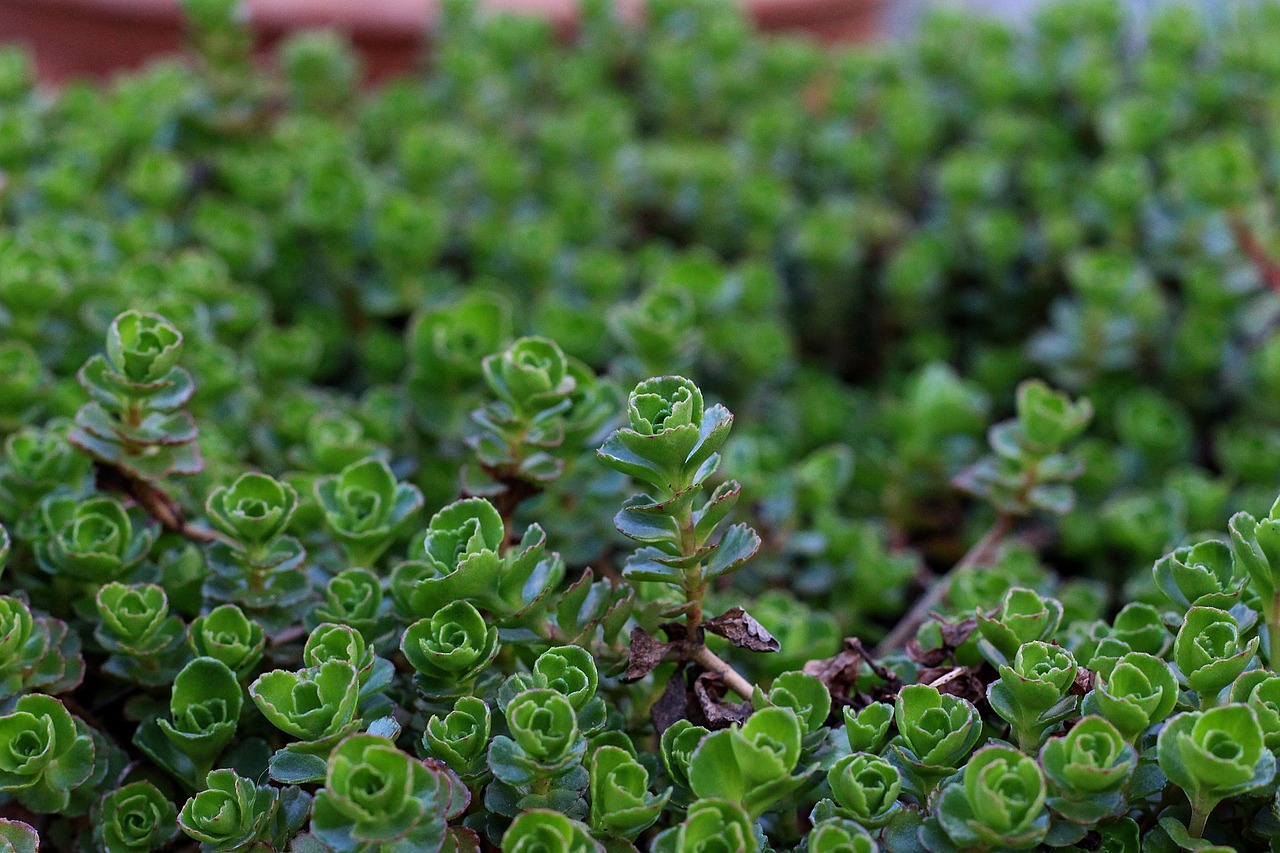 rockery  plant  green free photo