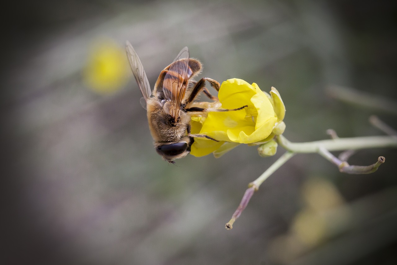 rocket  salad  blossom free photo