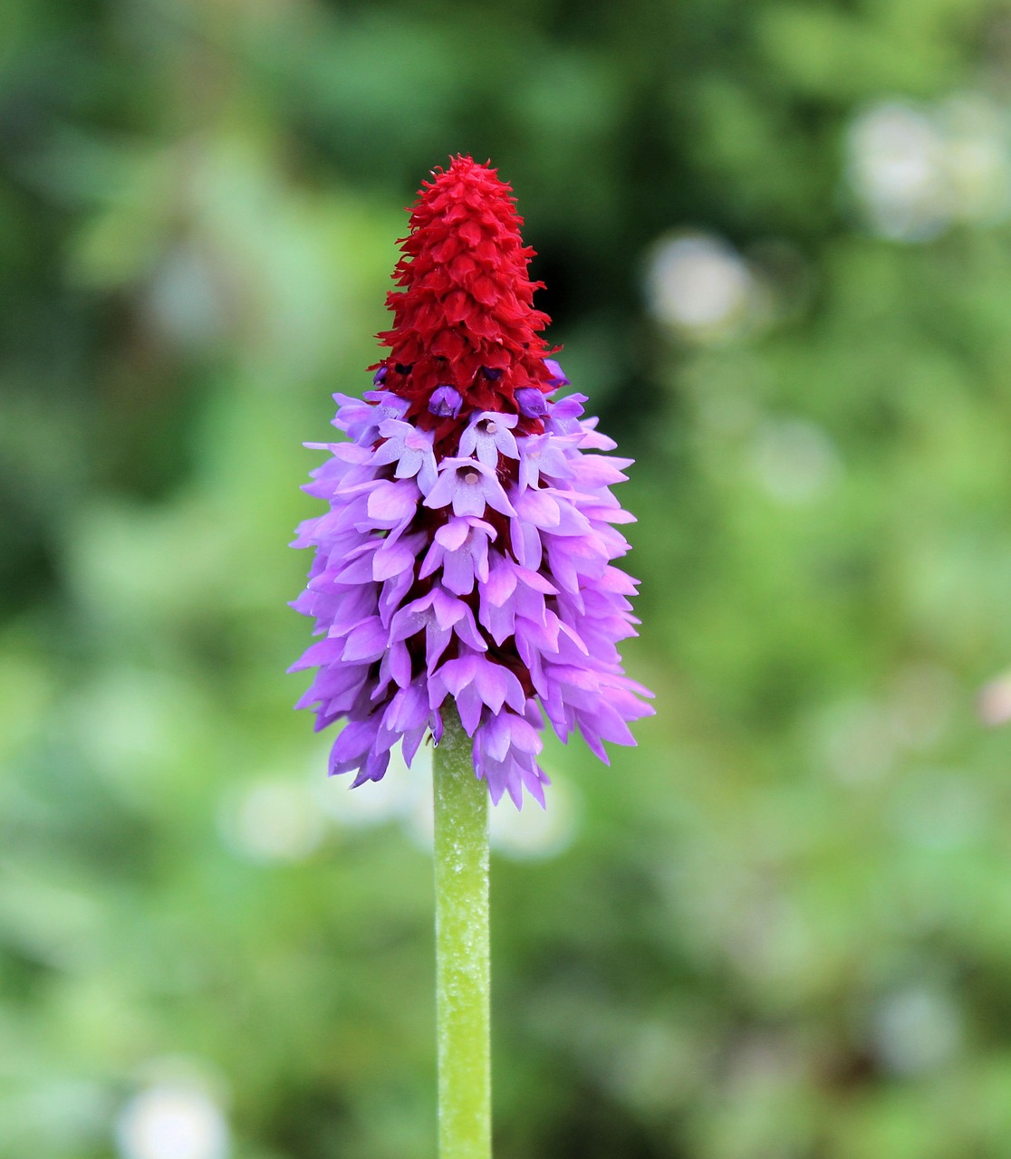 rocket flower purple red free photo