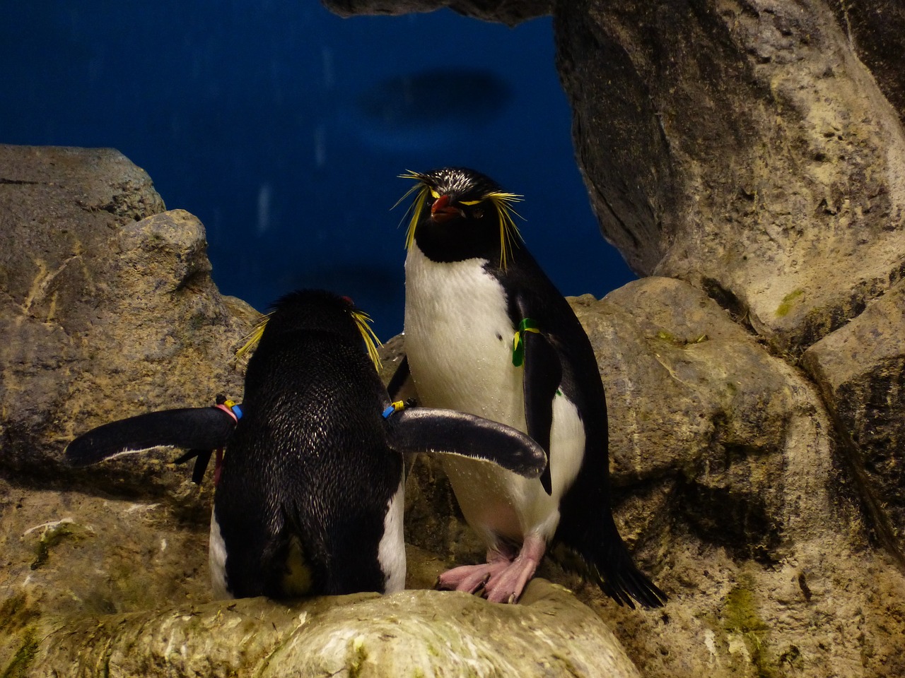 rockhopper penguin penguin eudyptes chrysocome free photo