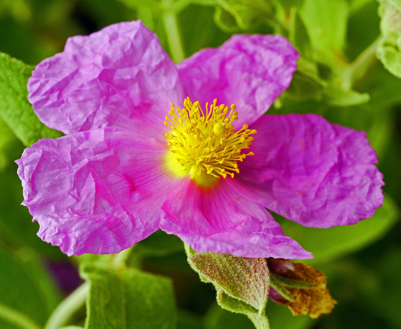 rockrose cistus albidus botanical garden free photo