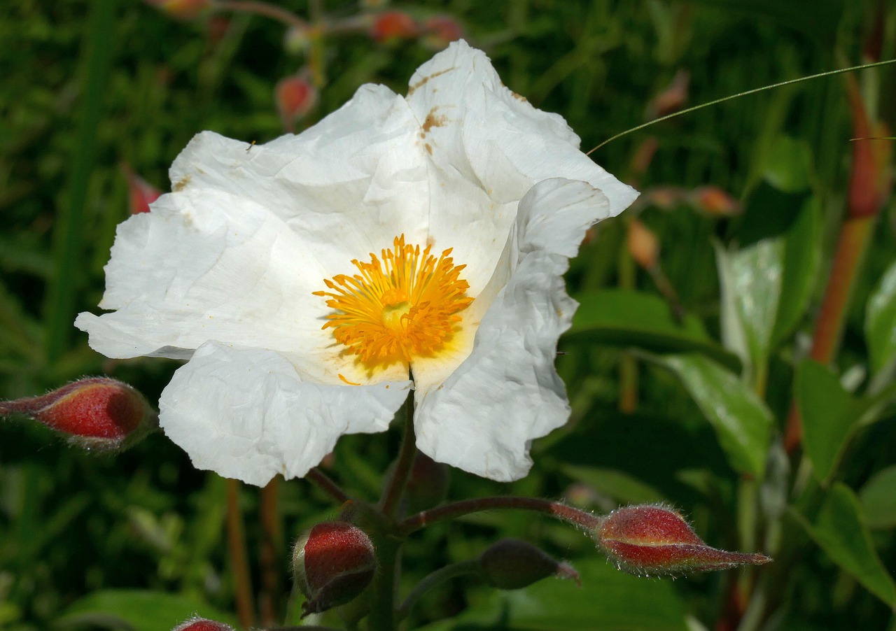rockrose  garden  blossom free photo