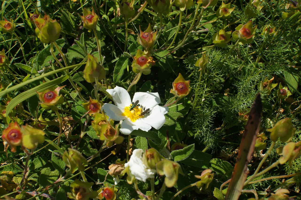 rockrose cistus monspeliensis flower free photo