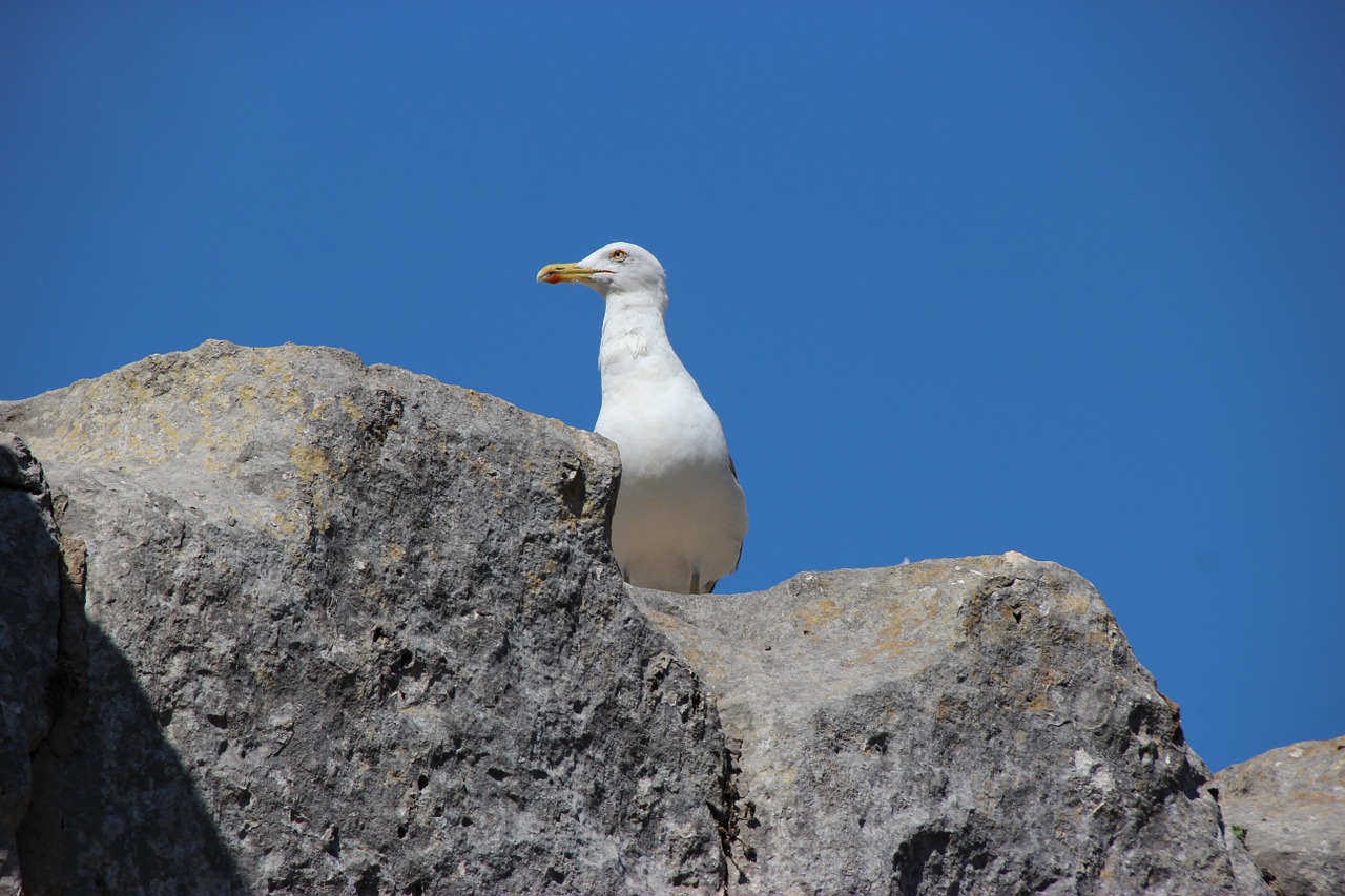 rocks seagull bird free photo