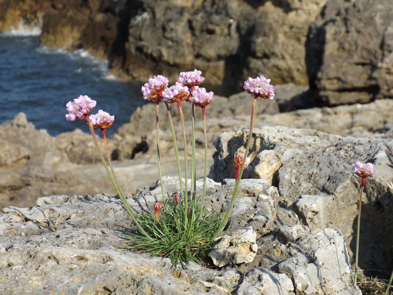 rocks cliffs flower free photo