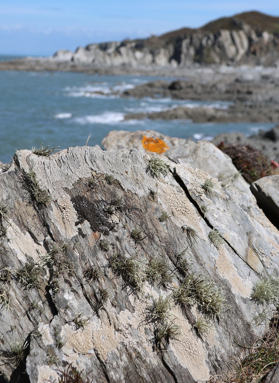 rocks sea lichen free photo