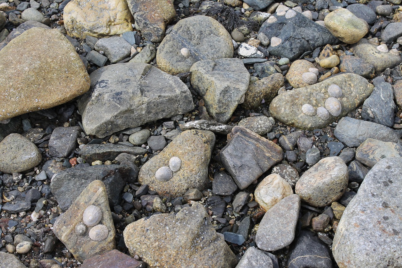 rocks sea shells seashore free photo