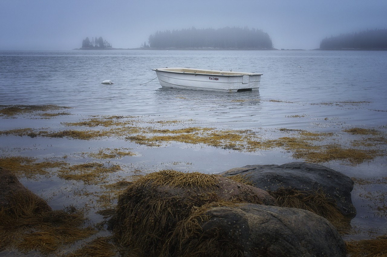 rocks seaweed boat free photo