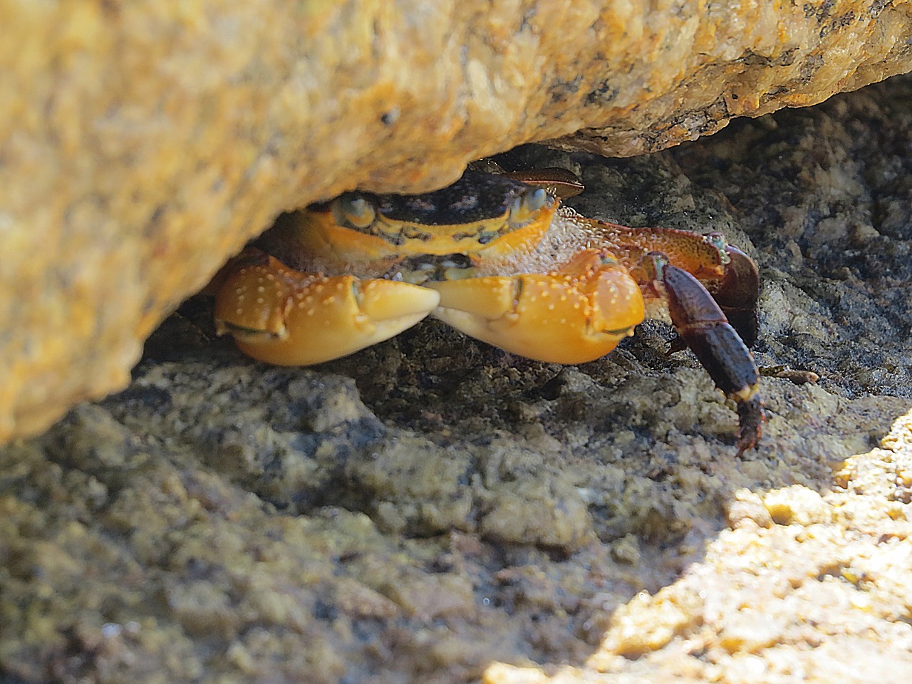 rocks crab australia free photo