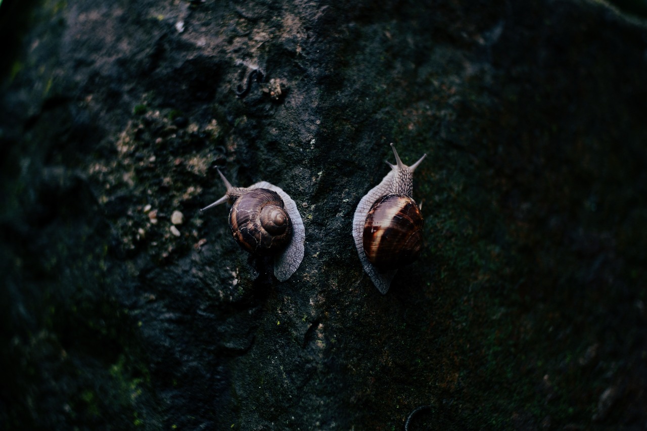 rocks snail reptile free photo