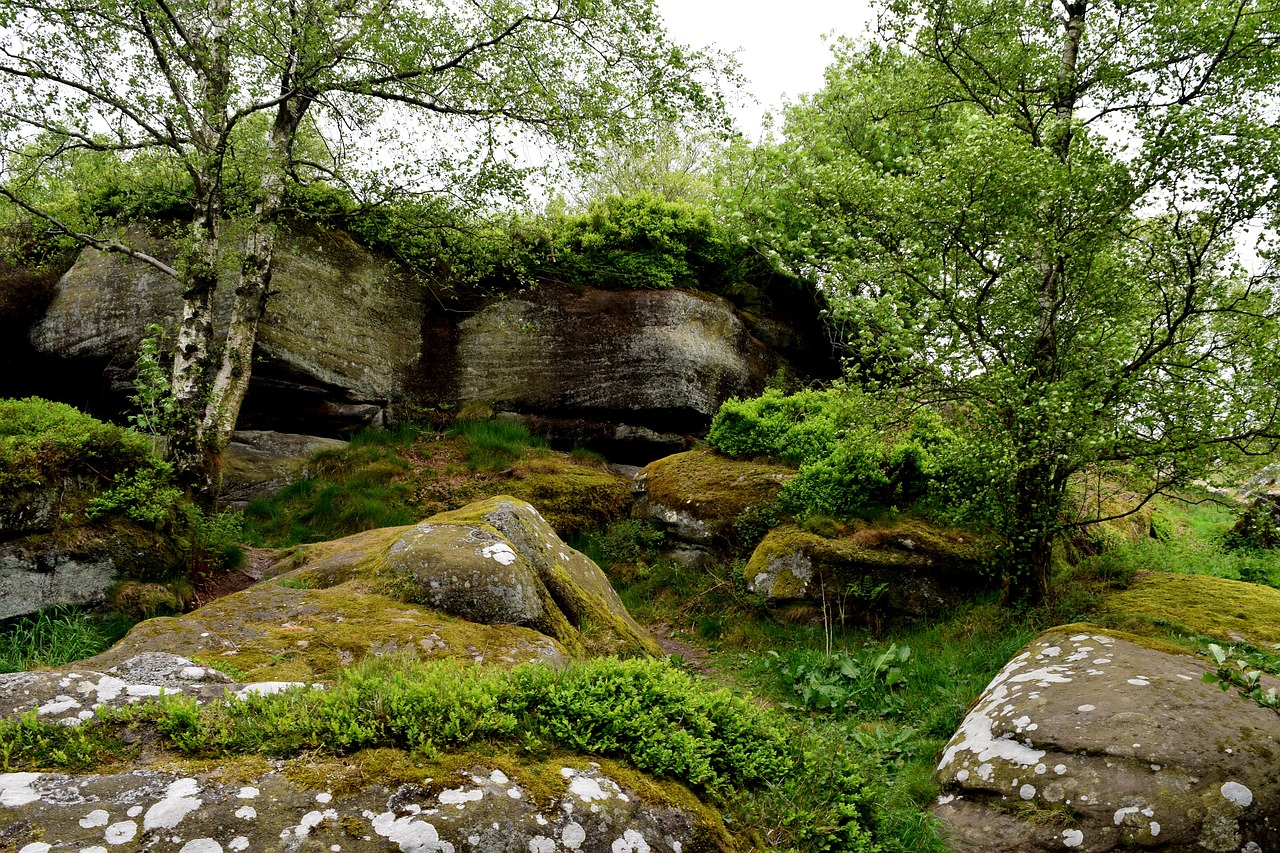 rocks green forest free photo