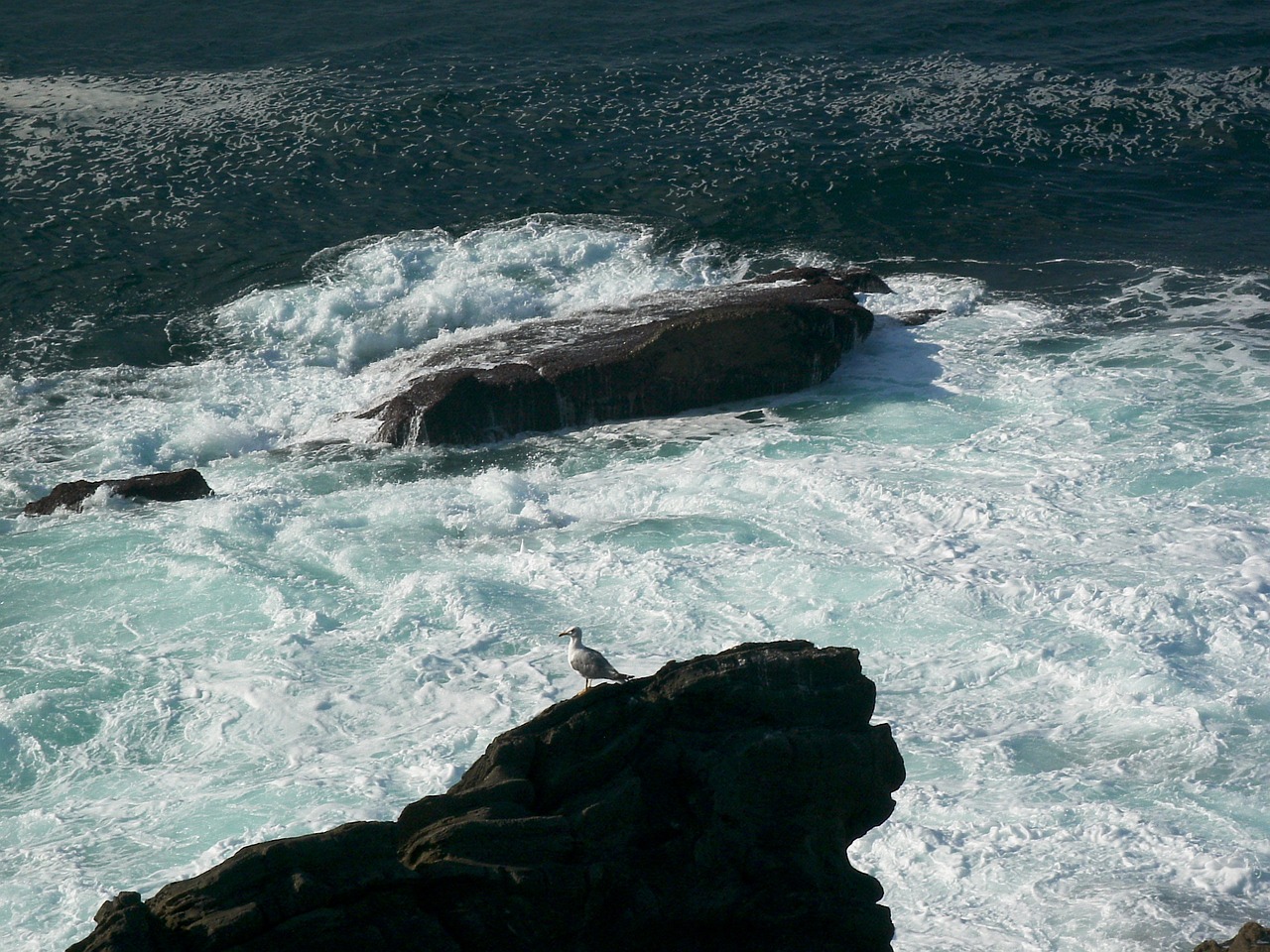 rocks sea seagull free photo