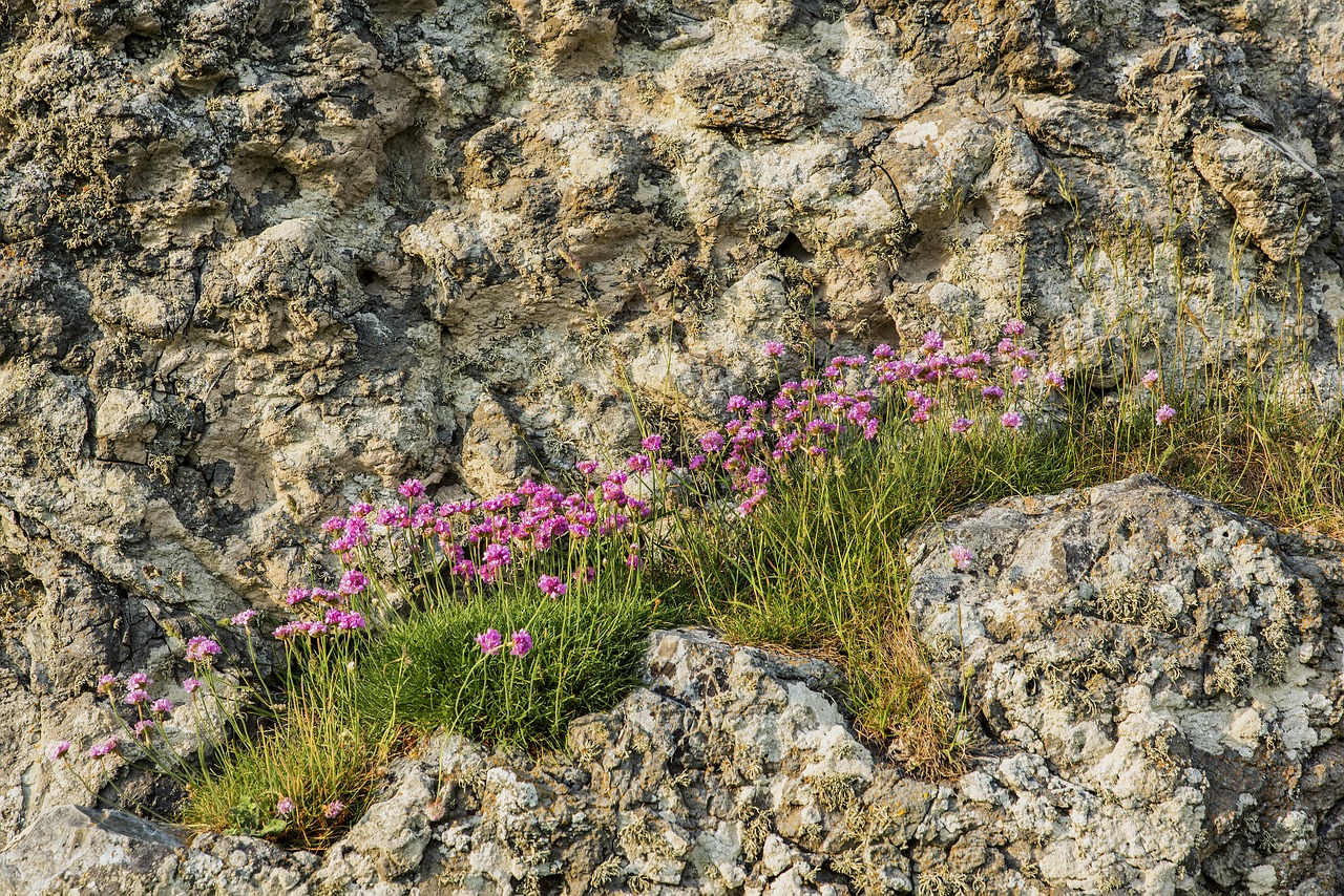 rocks  flowers  thrift free photo