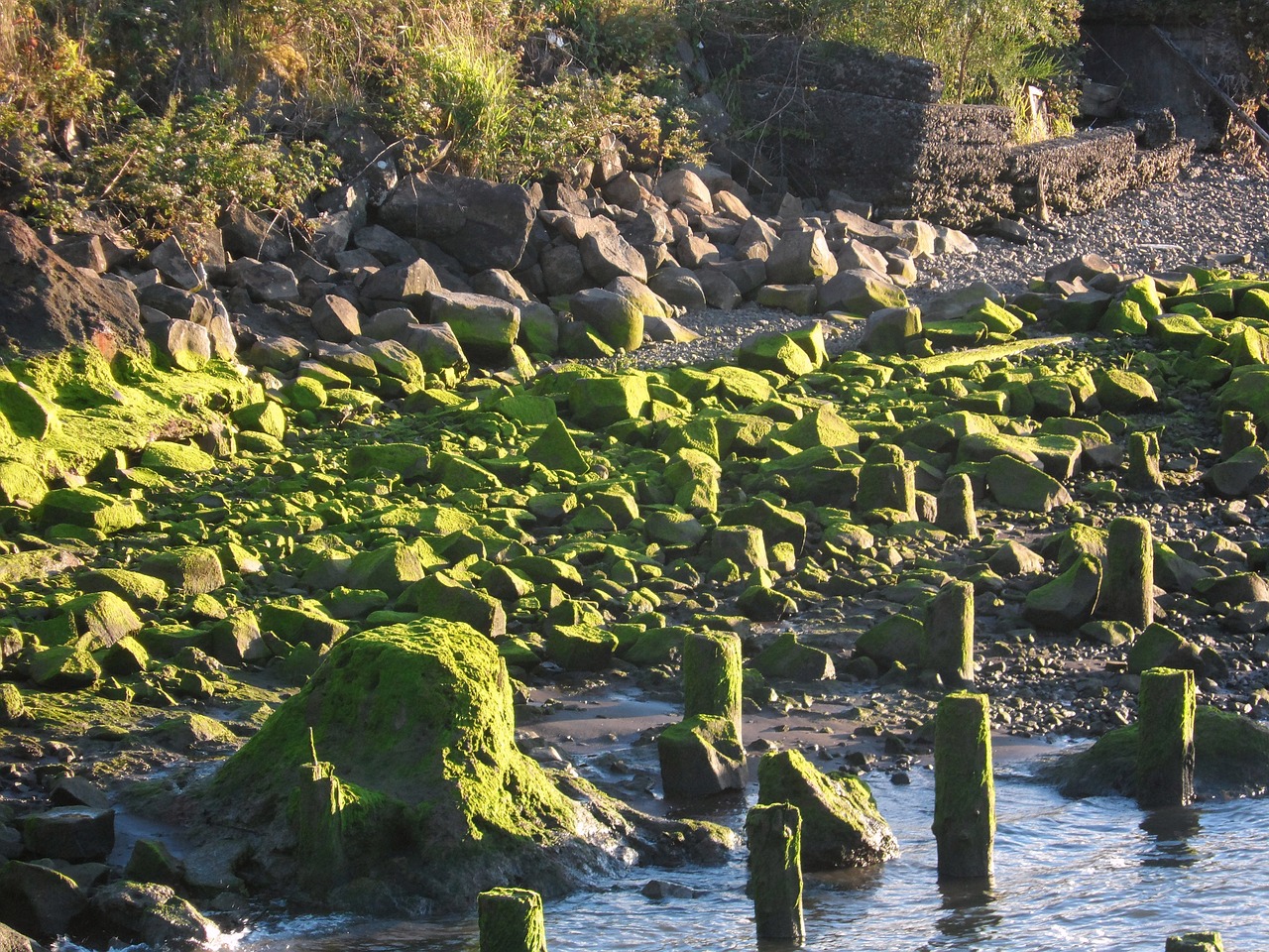 rocks moss green free photo