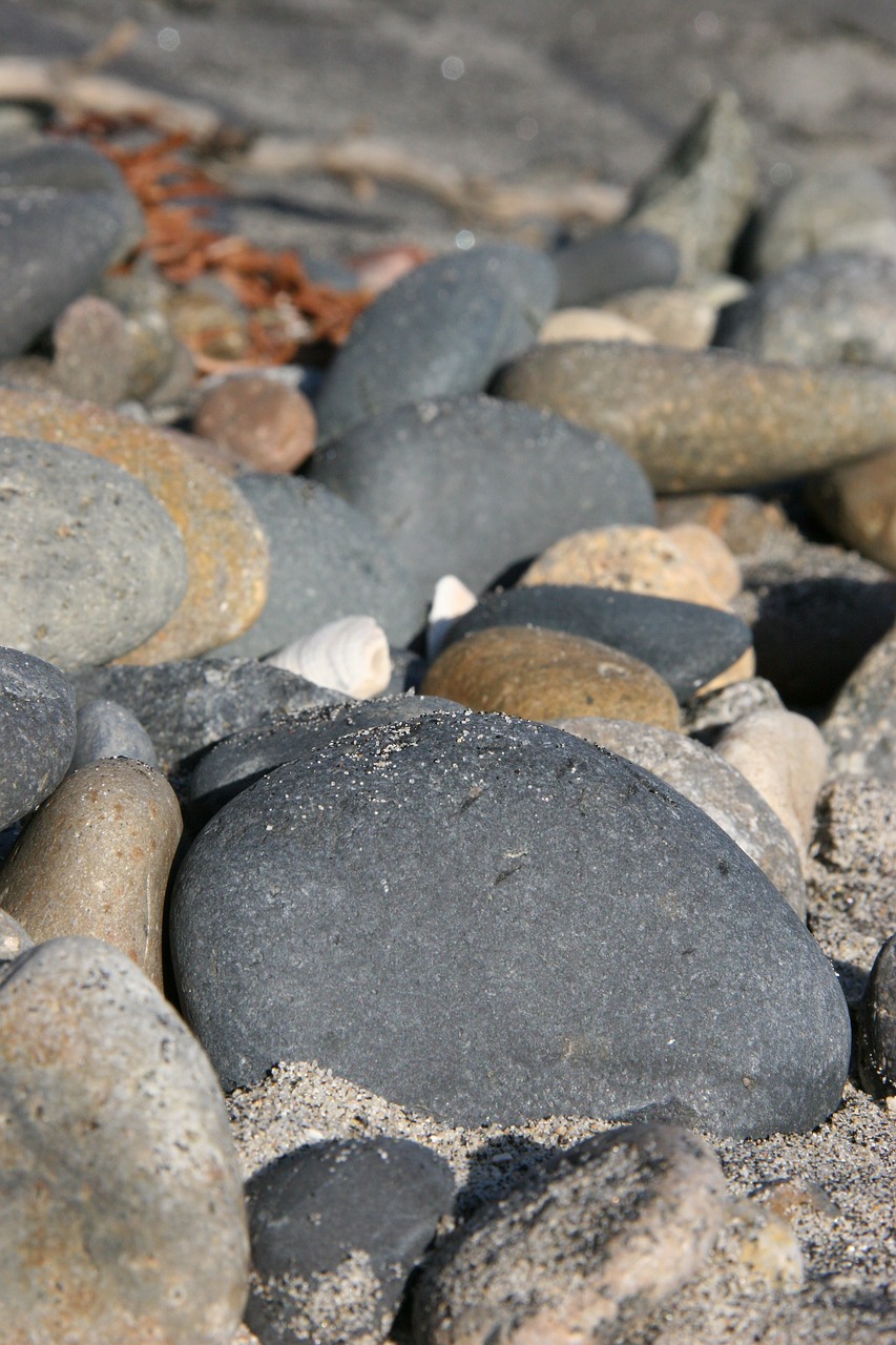 rocks  seaweed  driftwood free photo